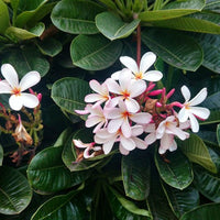 Frangipani Petite Pink (Plumeria obtusa) - Ladybird Nursery