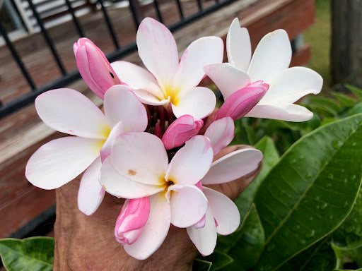 Frangipani Pink Evergreen (Plumeria pudica)