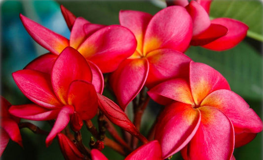 Frangipani Red (Plumeria rubra)
