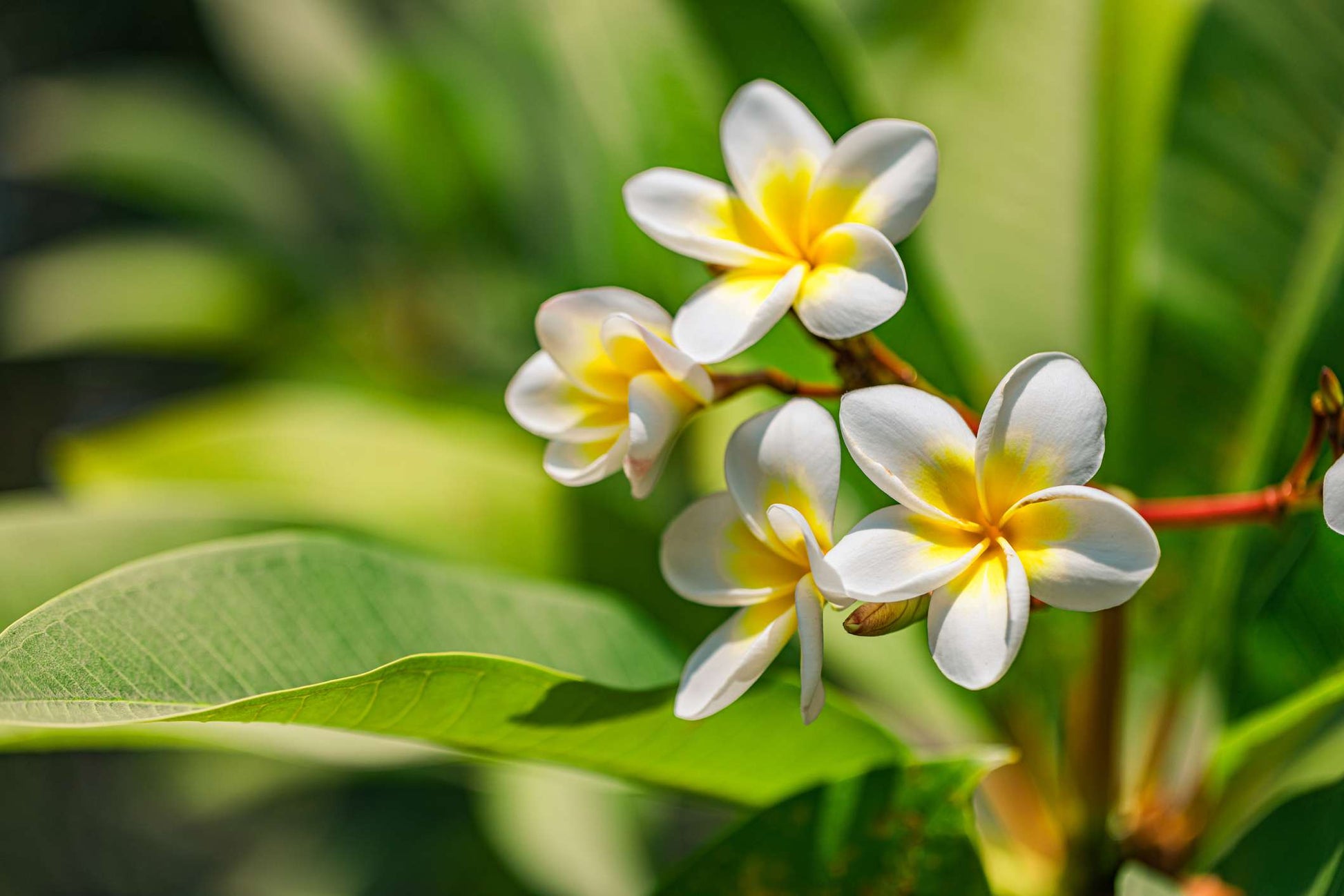 Frangipani White (Plumeria rubra)
