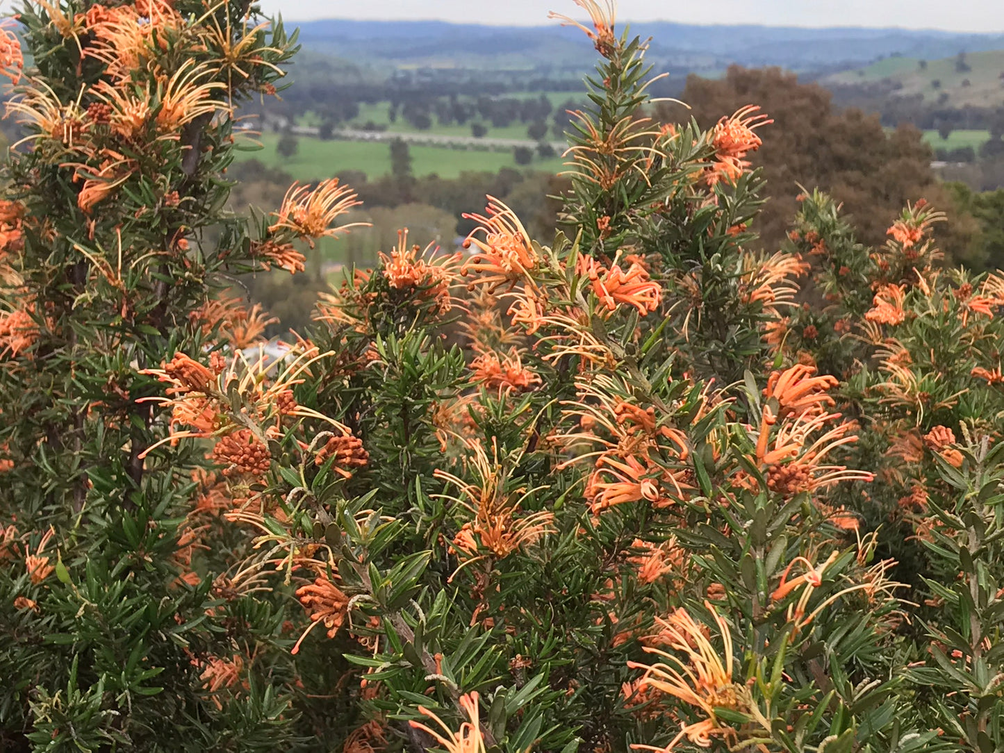 Grevillea 'Apricot Glow'