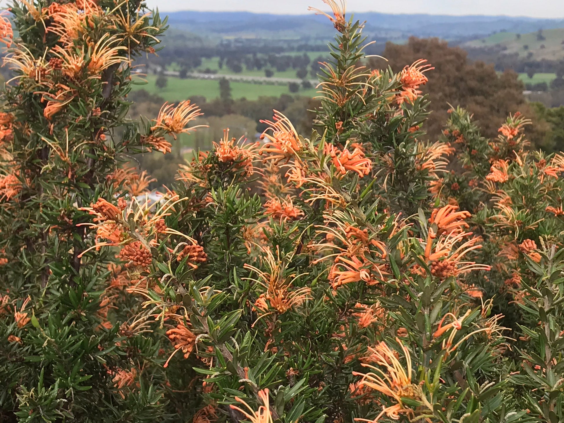 Grevillea 'Apricot Glow'
