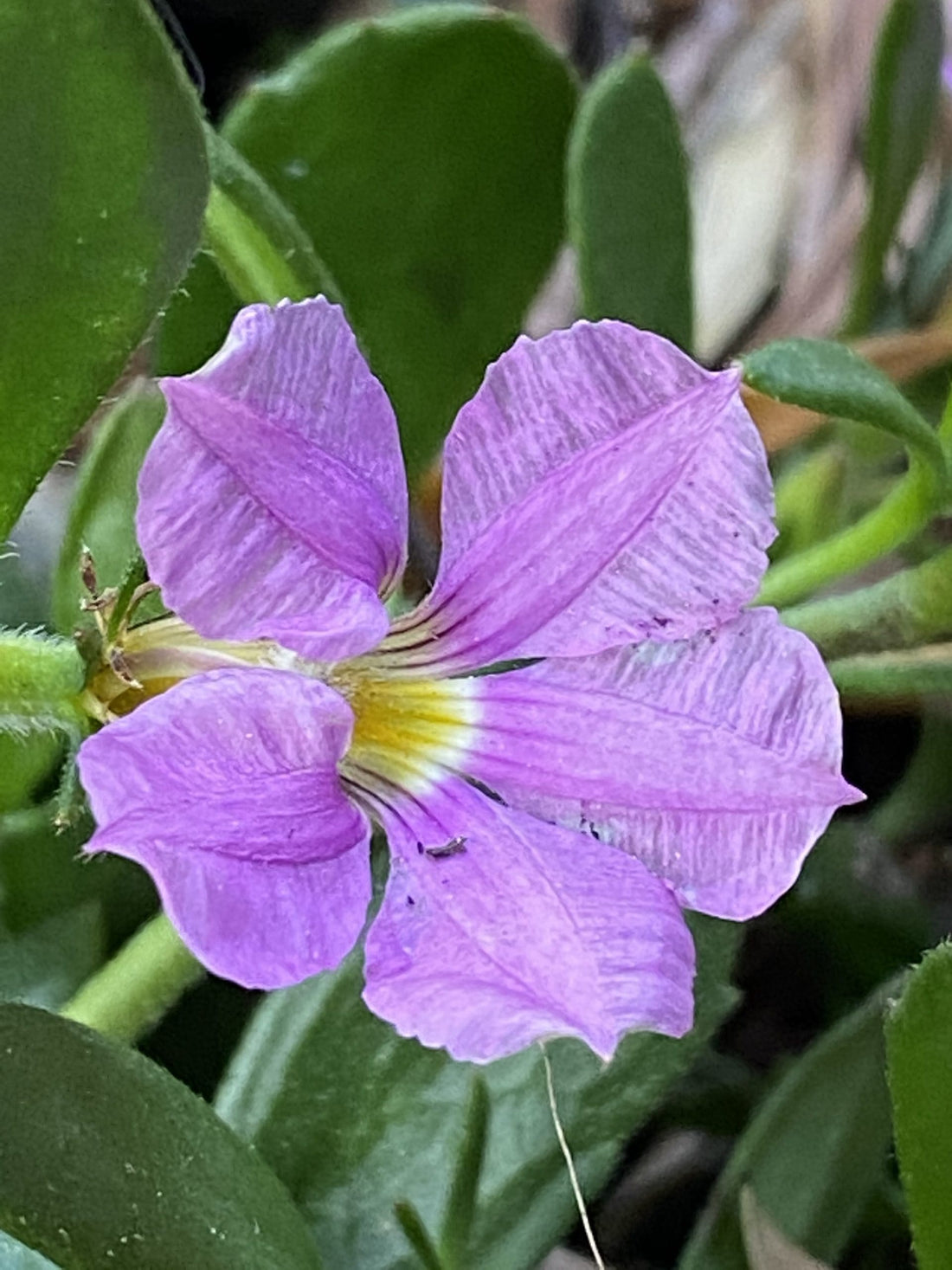 Fan Flower Just Classy (Scaevola striata) - Ladybird Nursery