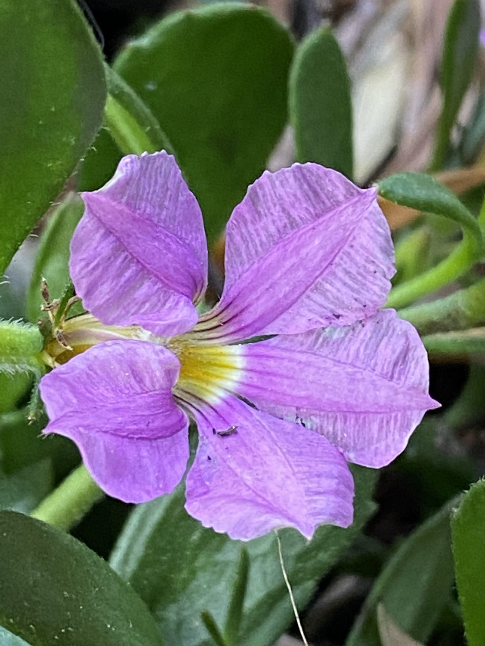Fan Flower Just Classy (Scaevola striata) - Ladybird Nursery