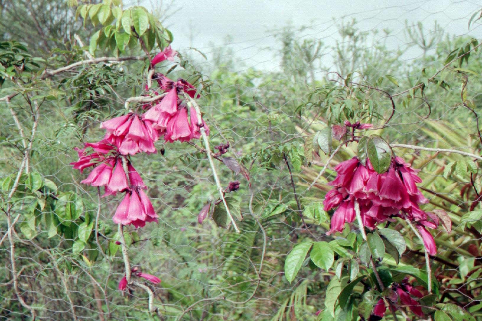 Fraser Island Creeper (Tecomanthe hillii)
