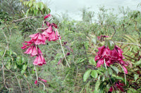 Fraser Island Creeper (Tecomanthe hillii)