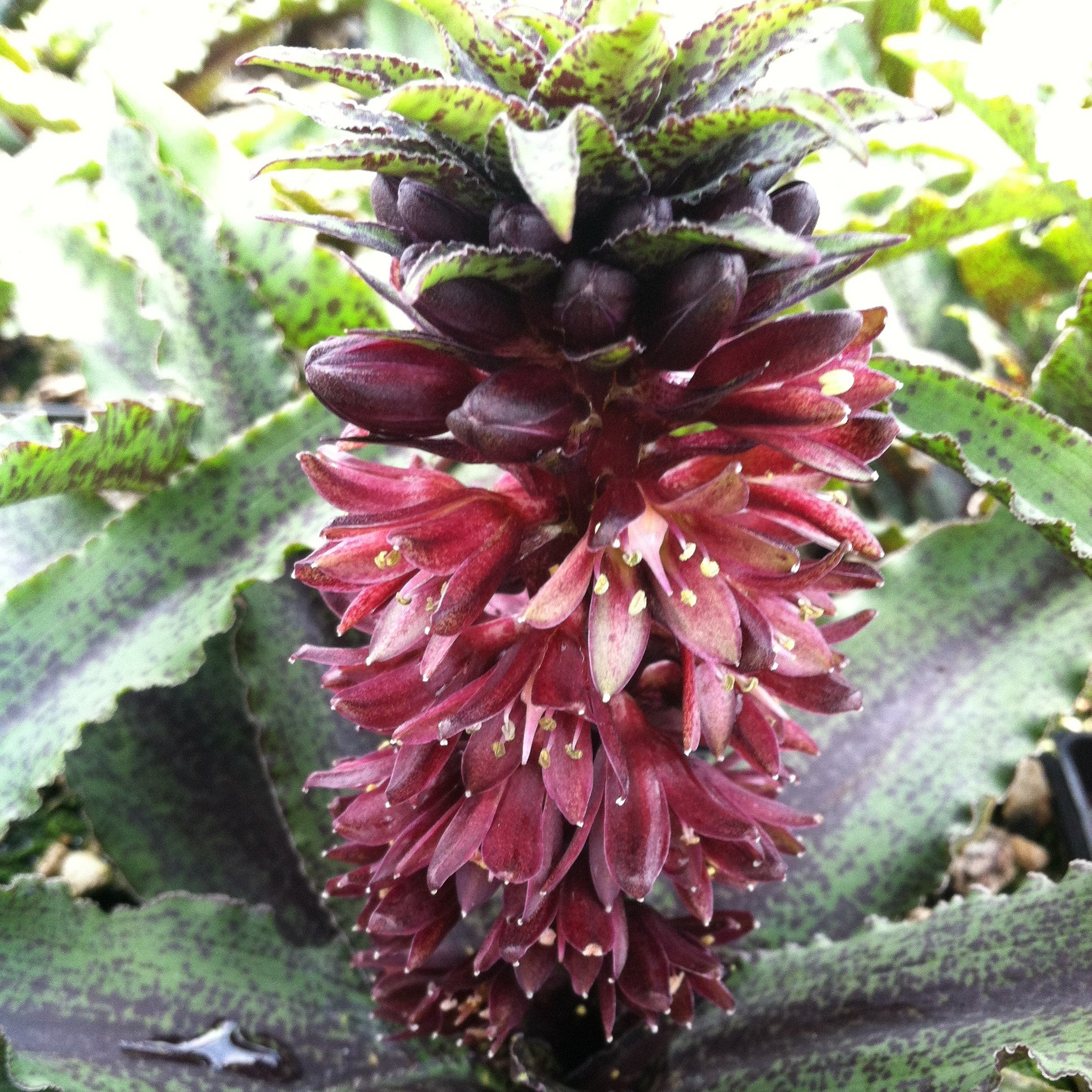 Freckles Pineapple Lily (Eucomis vandermerwei)