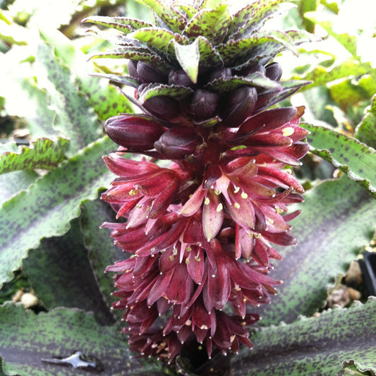 Freckles Pineapple Lily (Eucomis vandermerwei)