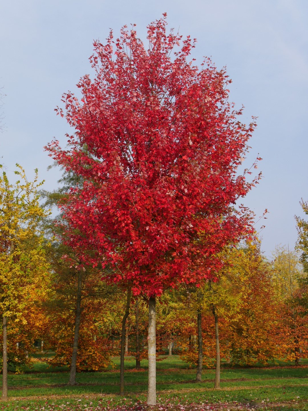 Freeman Maple Jeffersred (Acer freemanii) - Ladybird Nursery