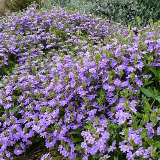 Fan Flower Mauve Clusters (Scaevola aemula)