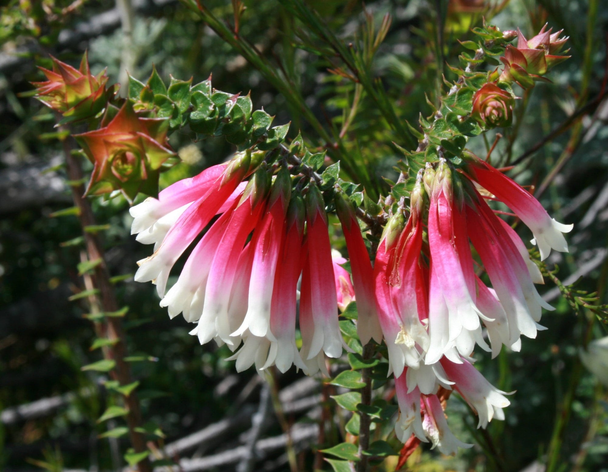 Fuchsia Heath (Epacris longiflora) - Ladybird Nursery
