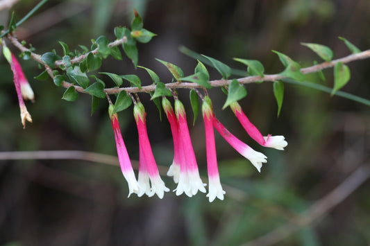 Fuchsia Heath Pipes (Epacris Pan)