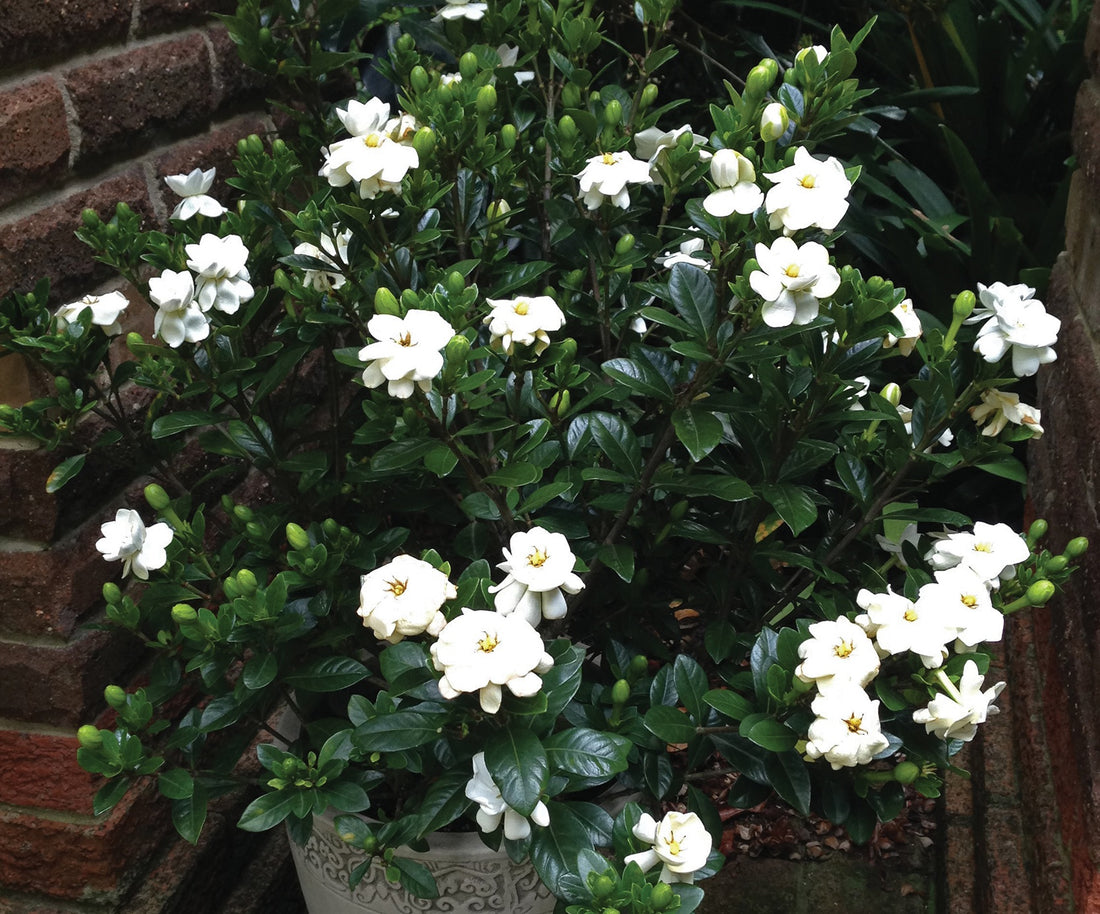 Gardenia Buttons (Gardenia jasminoides) - Ladybird Nursery