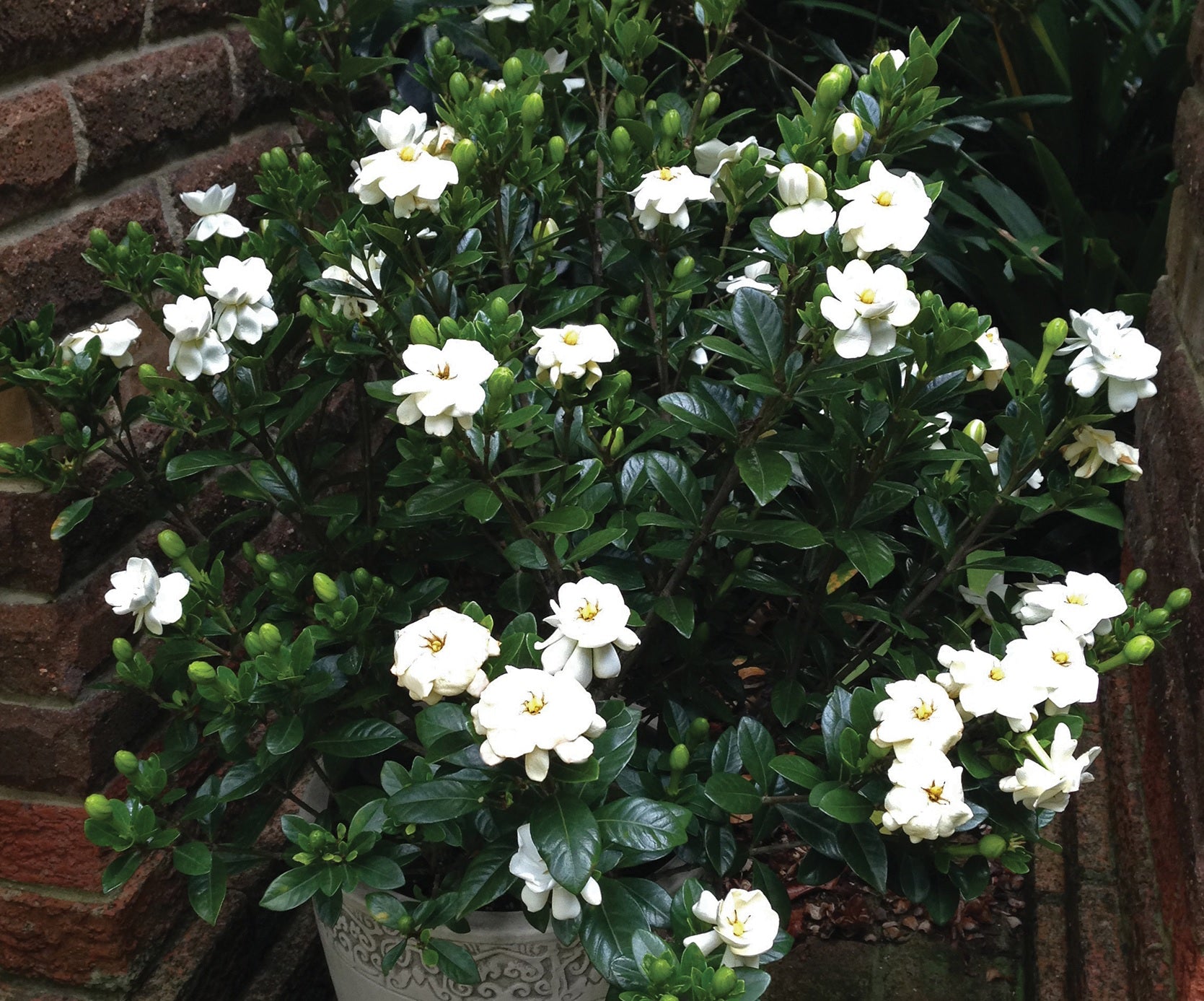 Gardenia Buttons (Gardenia jasminoides)
