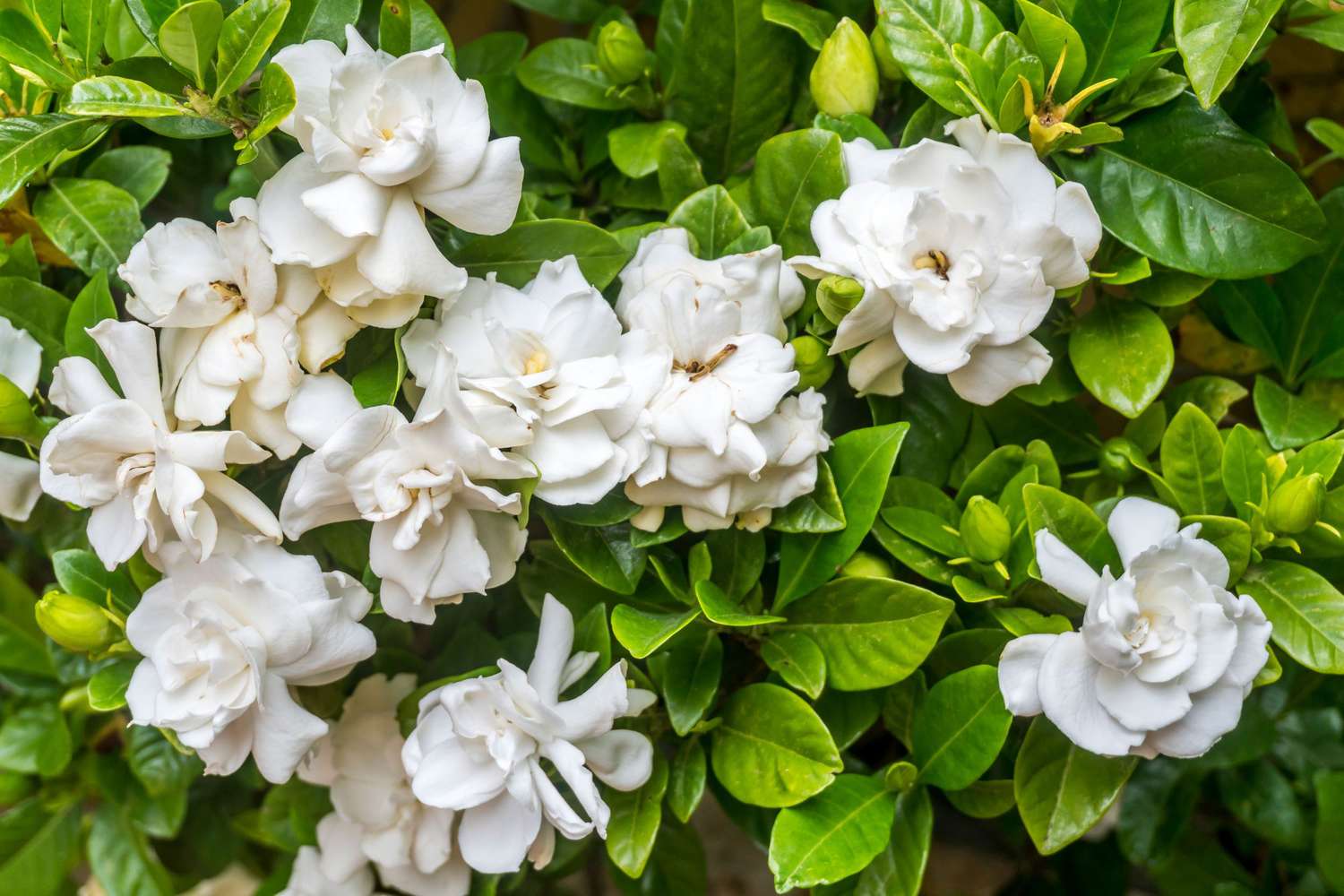 Gardenia Four Seasons (Gardenia augusta) - Ladybird Nursery