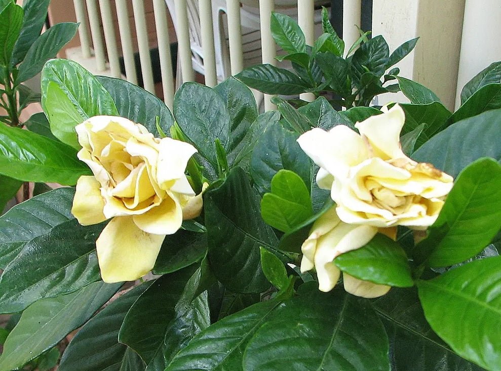 Gardenia Golden Magic (Gardenia augusta) - Ladybird Nursery