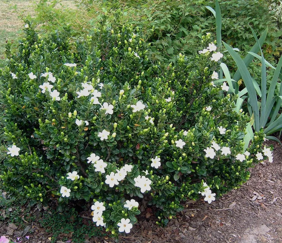 Gardenia Lacey Lady