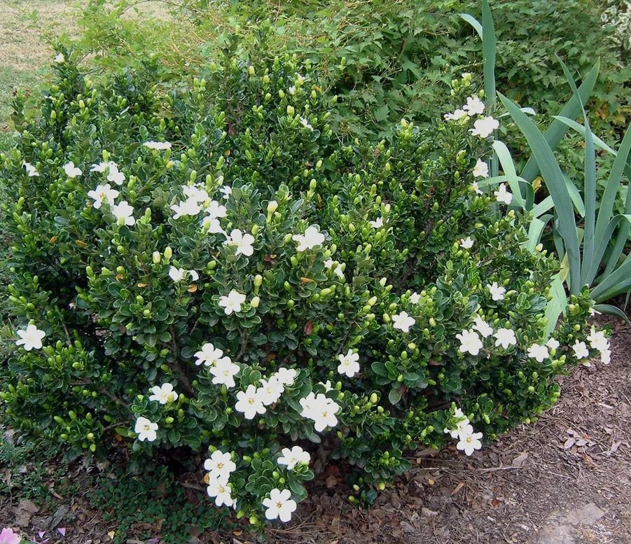 Gardenia Lacey Lady - Ladybird Nursery