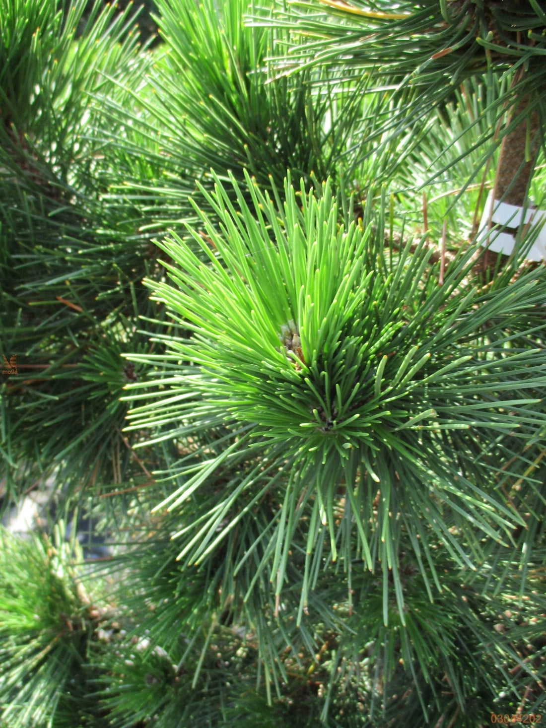 Japanese Black Pine Aurea (Pinus thunbergii) - Ladybird Nursery