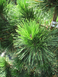Japanese Black Pine Aurea (Pinus thunbergii)