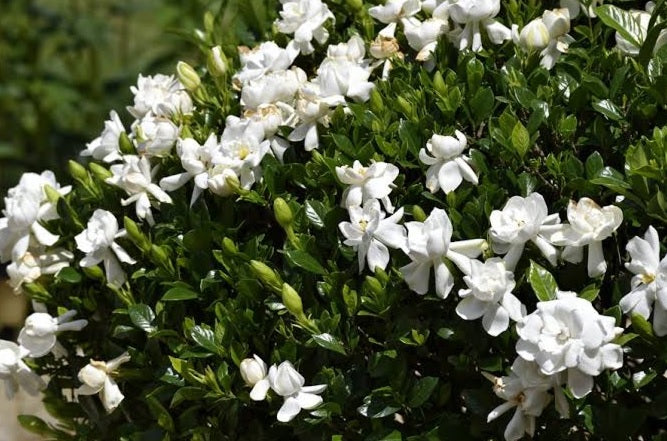 Gardenia Magnifica (Gardenia augusta)
