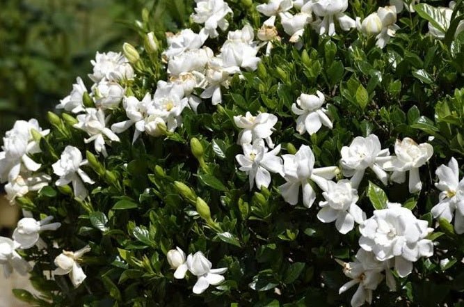 Gardenia Magnifica (Gardenia augusta) - Ladybird Nursery
