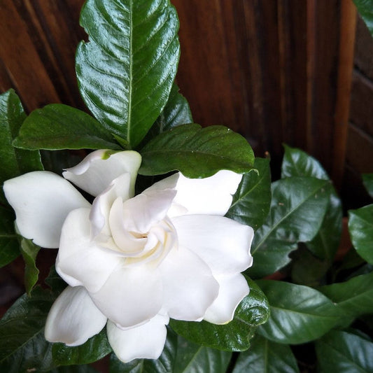 Gardenia Professor Pucci (Gardenia augusta) - Ladybird Nursery