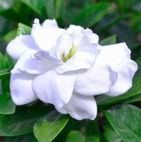 Gardenia Professor Pucci Standards (Gardenia augusta)
