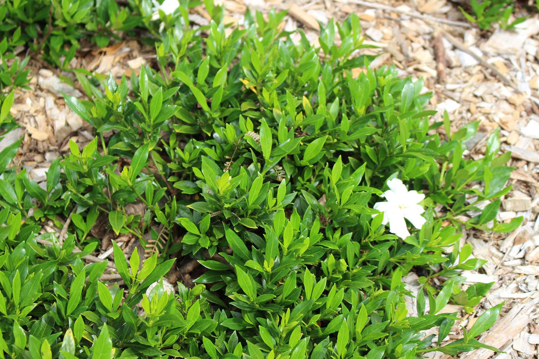 Gardenia Radicans (Gardenia augusta) - Ladybird Nursery
