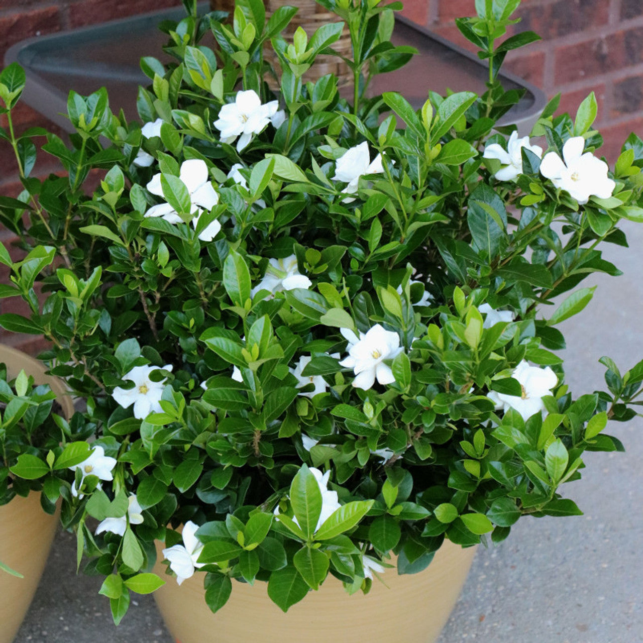 Gardenia Radicans Variegated (Gardenia augusta)