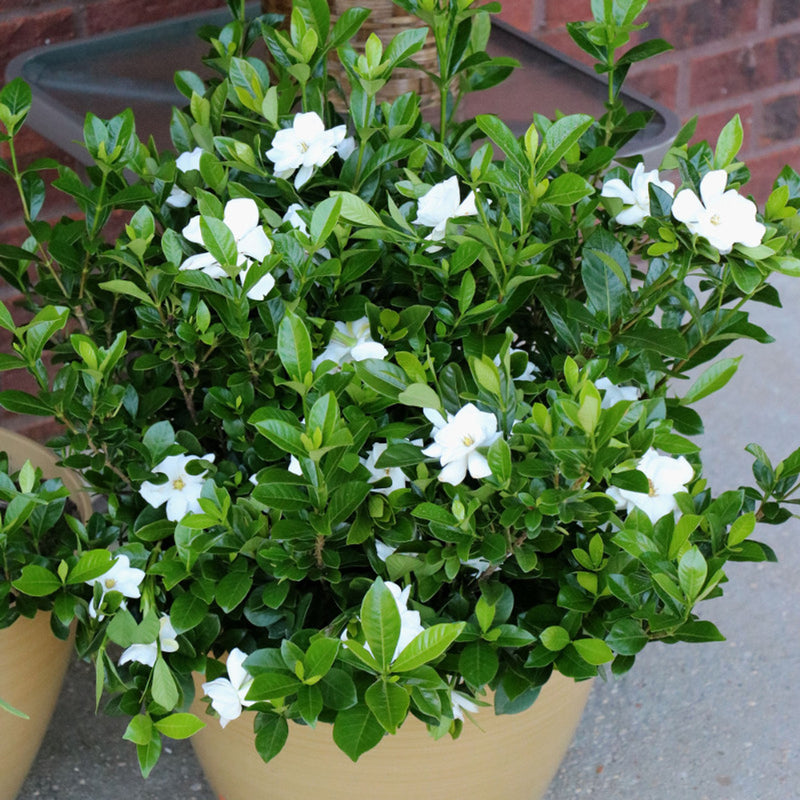 Gardenia Radicans Variegated (Gardenia augusta)