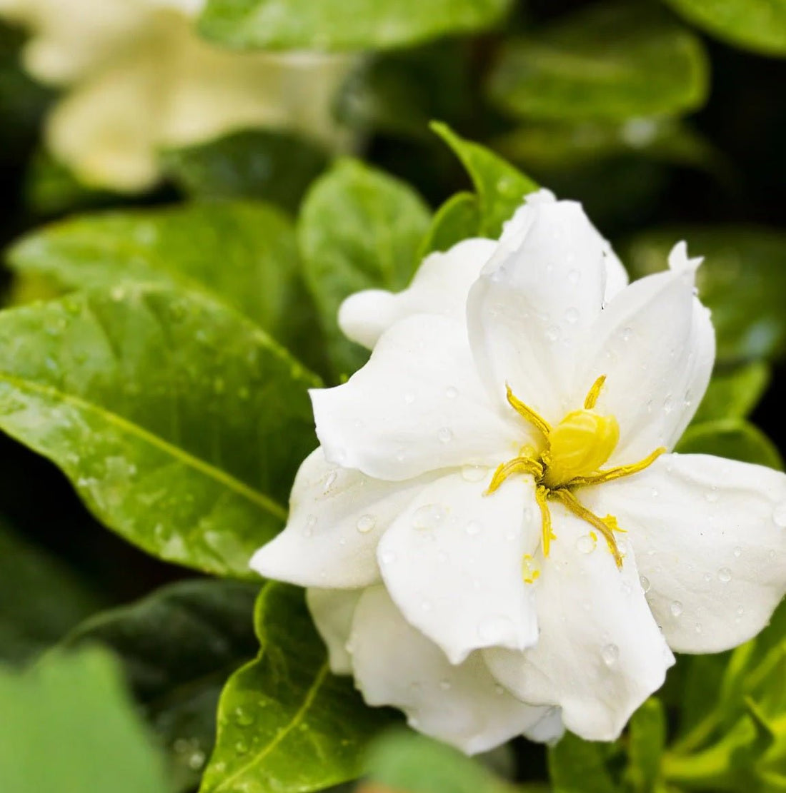Gardenia Star (Gardenia Grandiflora) - Ladybird Nursery