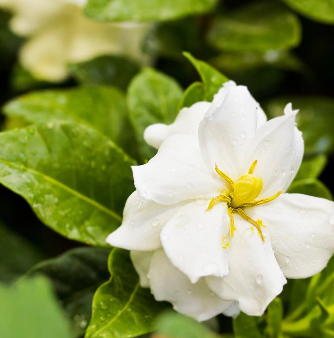 Gardenia Star (Gardenia Grandiflora) - Ladybird Nursery