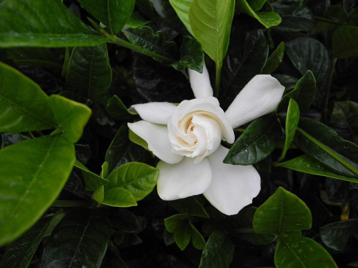 Gardenia 'True Love®'