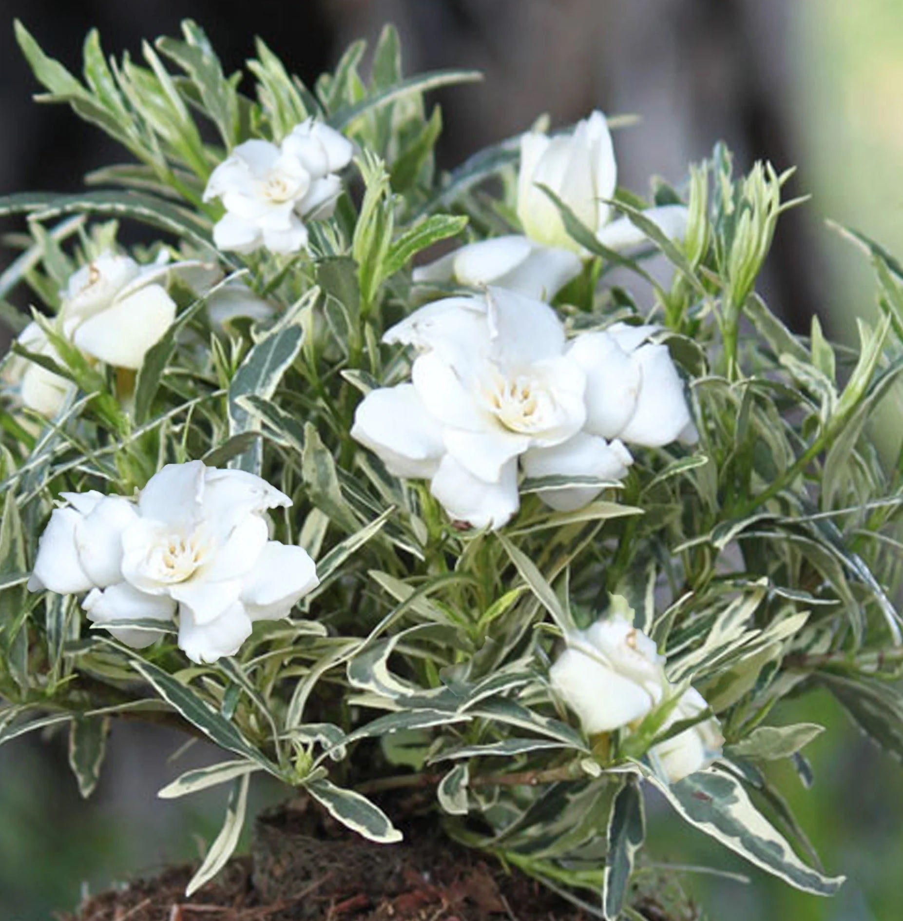 Gardenia White Gold (Gardenia jasminoides) - Ladybird Nursery