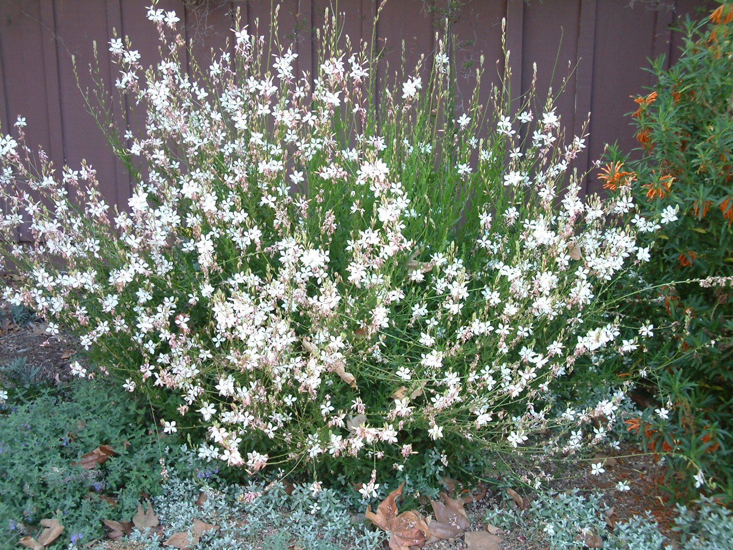 Gaura (Gaura lindheimeri)