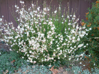 Gaura (Gaura lindheimeri)