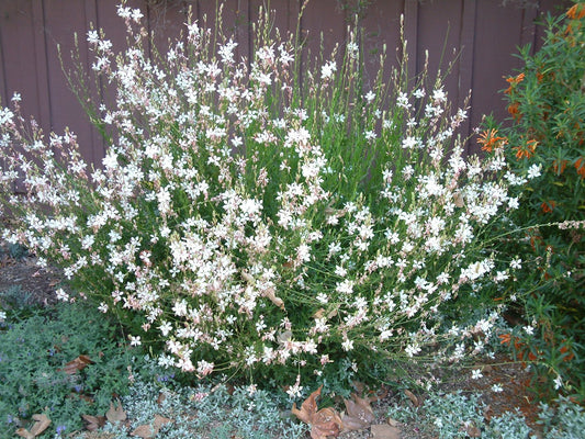 Gaura (Gaura lindheimeri)