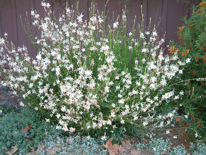 Gaura (Gaura lindheimeri)