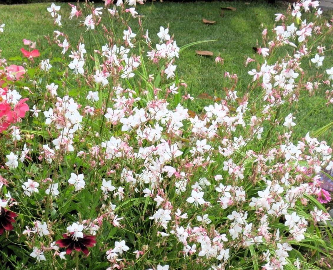 Gaura Baby Butterflies Pearl - Ladybird Nursery