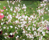 Gaura Baby Butterflies Pearl