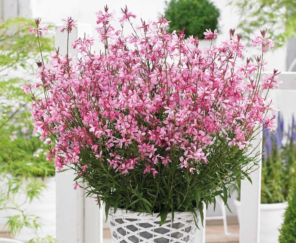 Gaura Baby Butterflies Rose