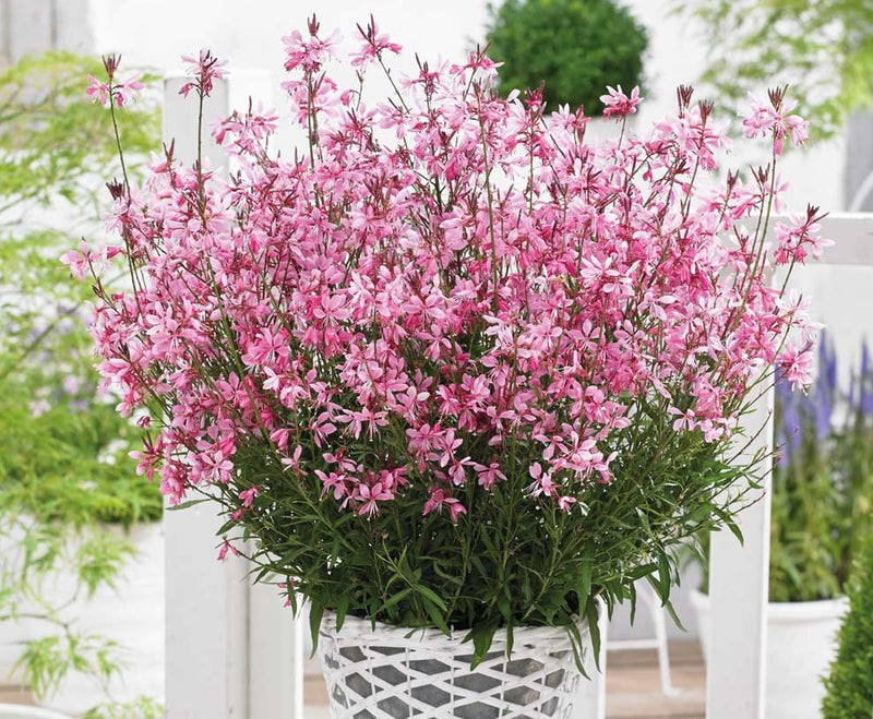 Gaura Baby Butterflies Rose