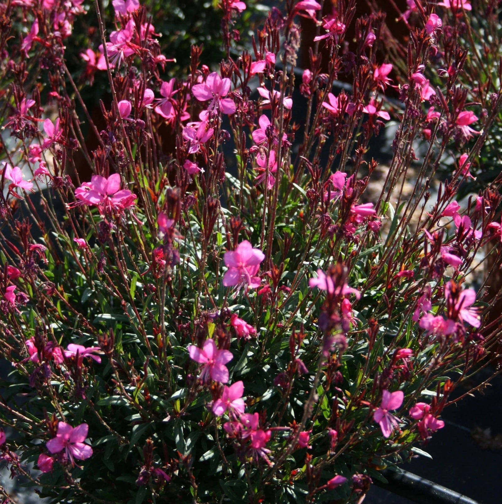 Gaura Belleza Dark Pink (Gaura lindheimeri) - Ladybird Nursery