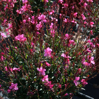 Gaura Belleza Dark Pink (Gaura lindheimeri)