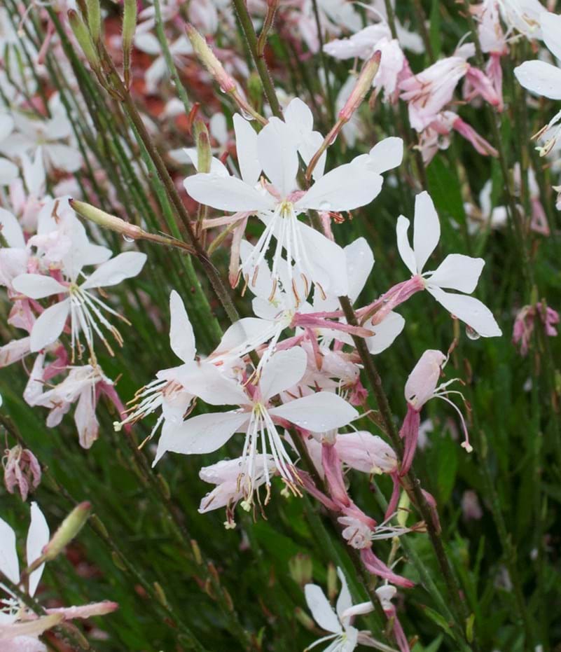 Gaura Belleza White (Gaura lindheimeri) - Ladybird Nursery