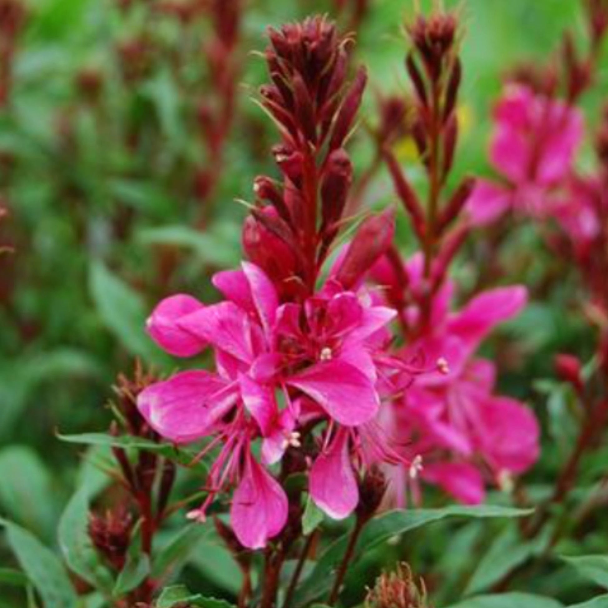 Gaura Rose Butterflies
