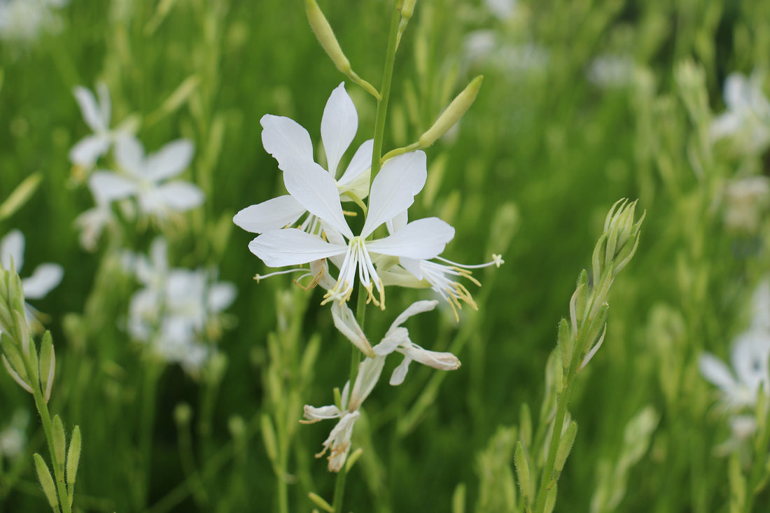 Gaura So White (Gaura lindheimeri) - Ladybird Nursery