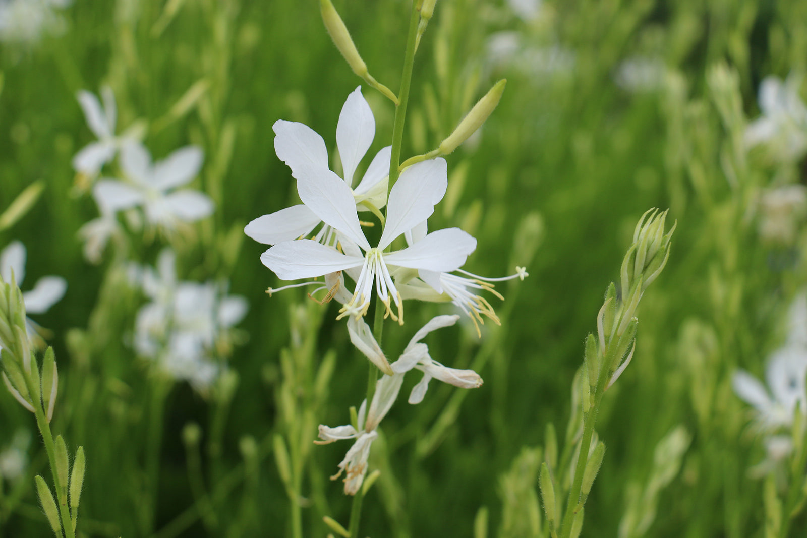 Gaura So White (Gaura lindheimeri) - Ladybird Nursery
