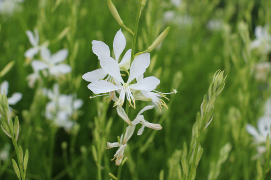 Gaura So White (Gaura lindheimeri)